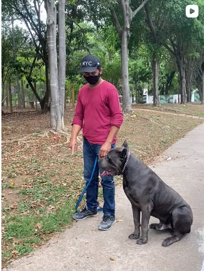 Post do Instagram Canil Arcanine