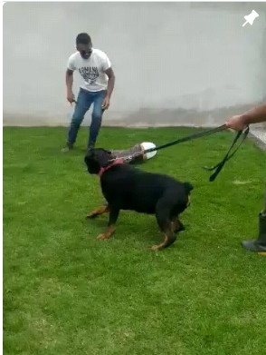 Post do Instagram Canil Arcanine