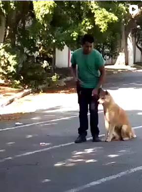 Post do Instagram Canil Arcanine