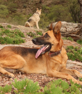 Galeria Canil Arcanine