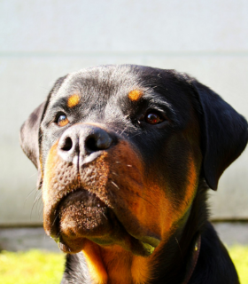 Galeria Canil Arcanine