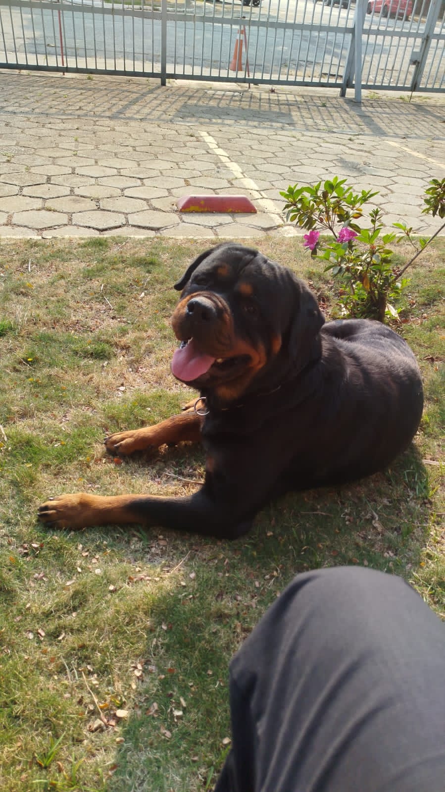 Galeria Canil Arcanine